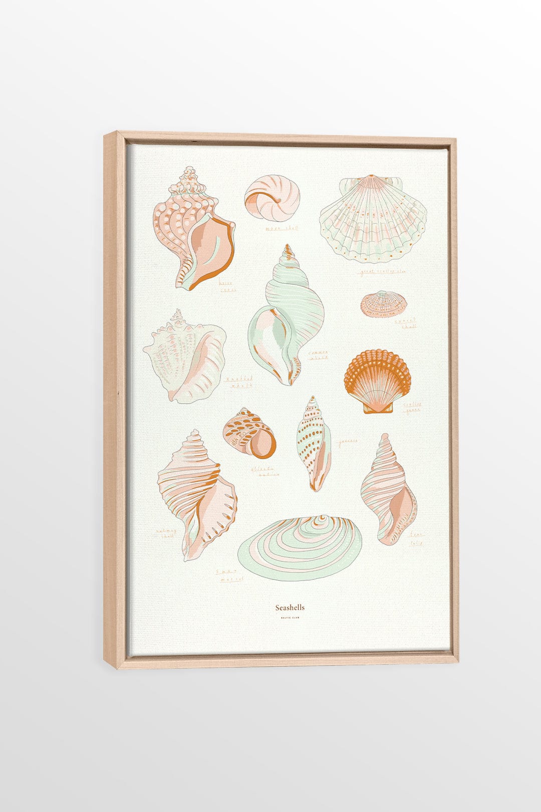 Seashells - Printed illustration on canvas