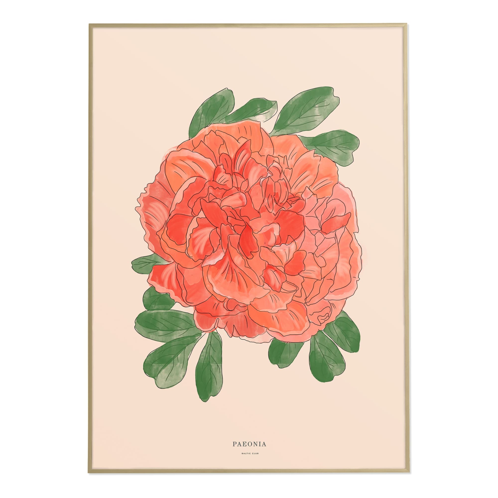 Peony Art Print | The Baltic Club