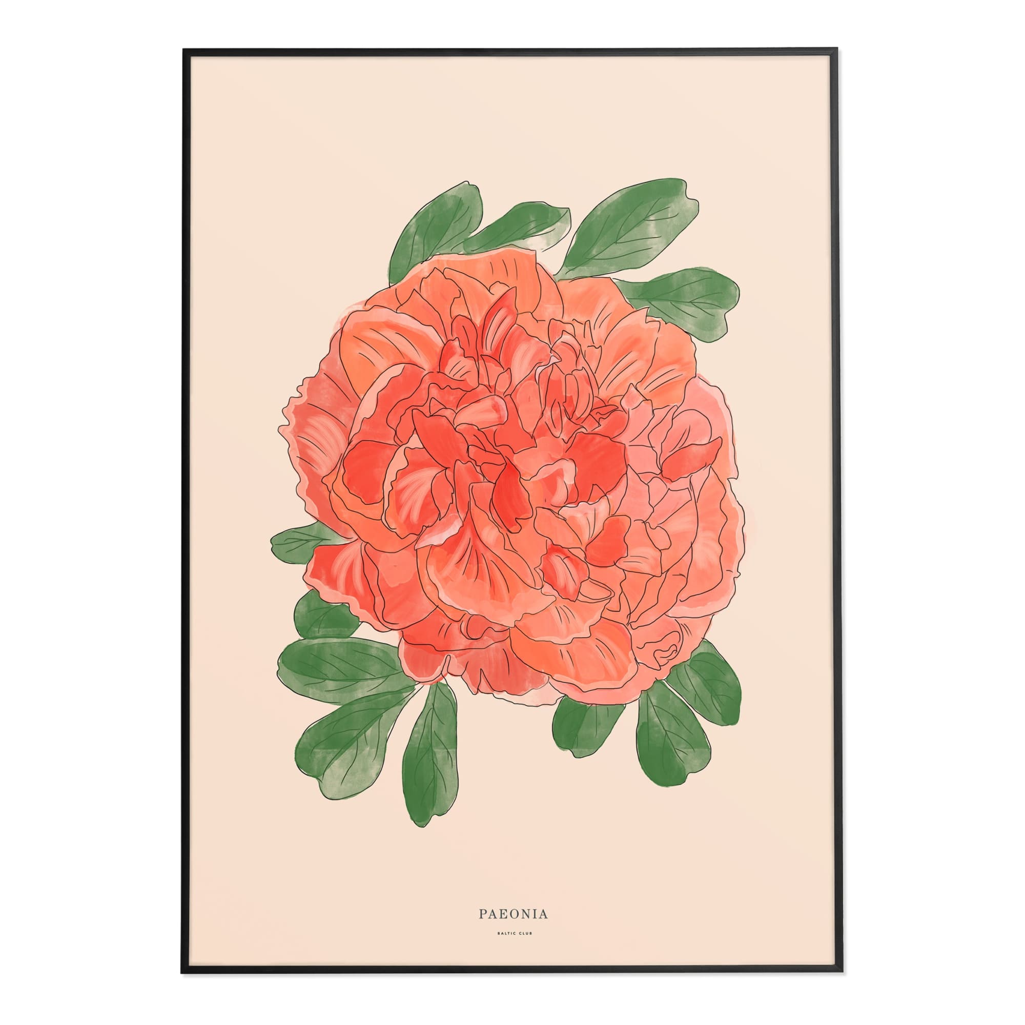 Peony Art Print | The Baltic Club