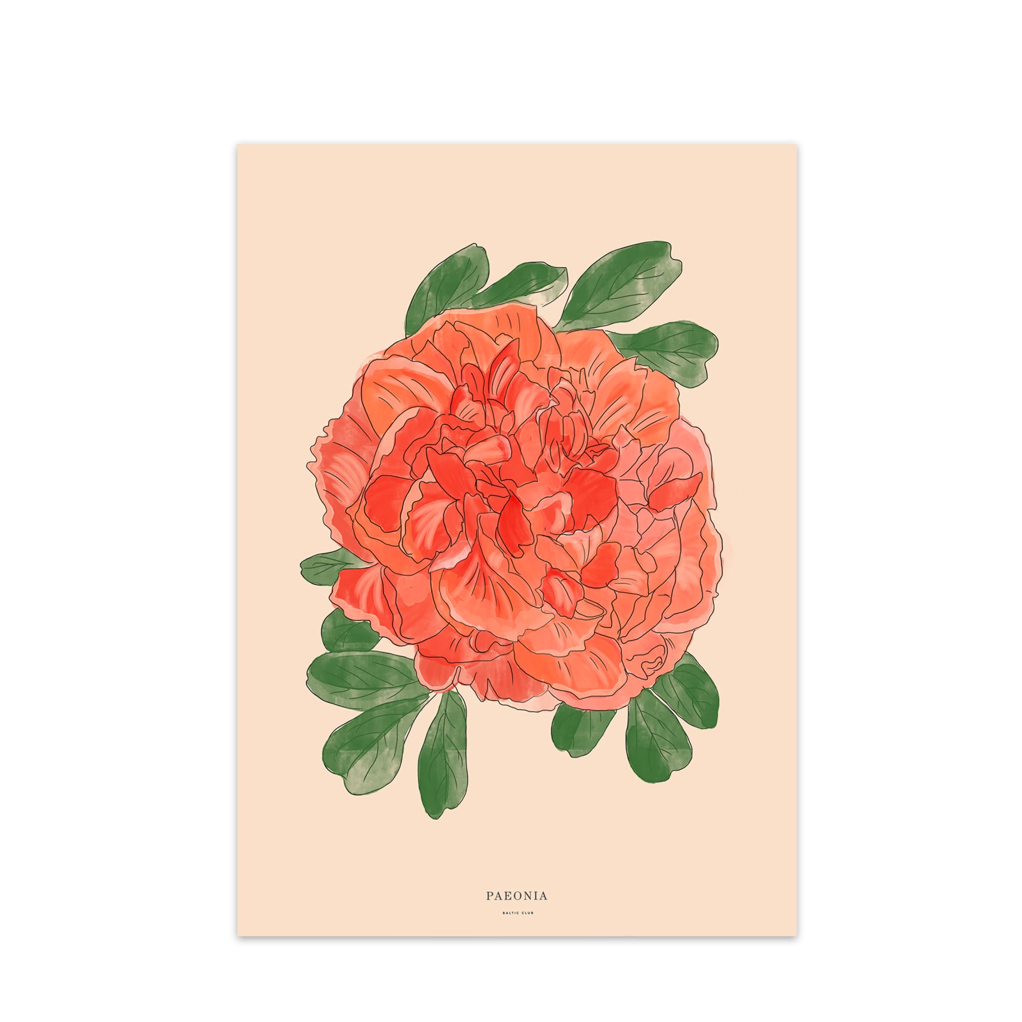 Peony Art Print | The Baltic Club