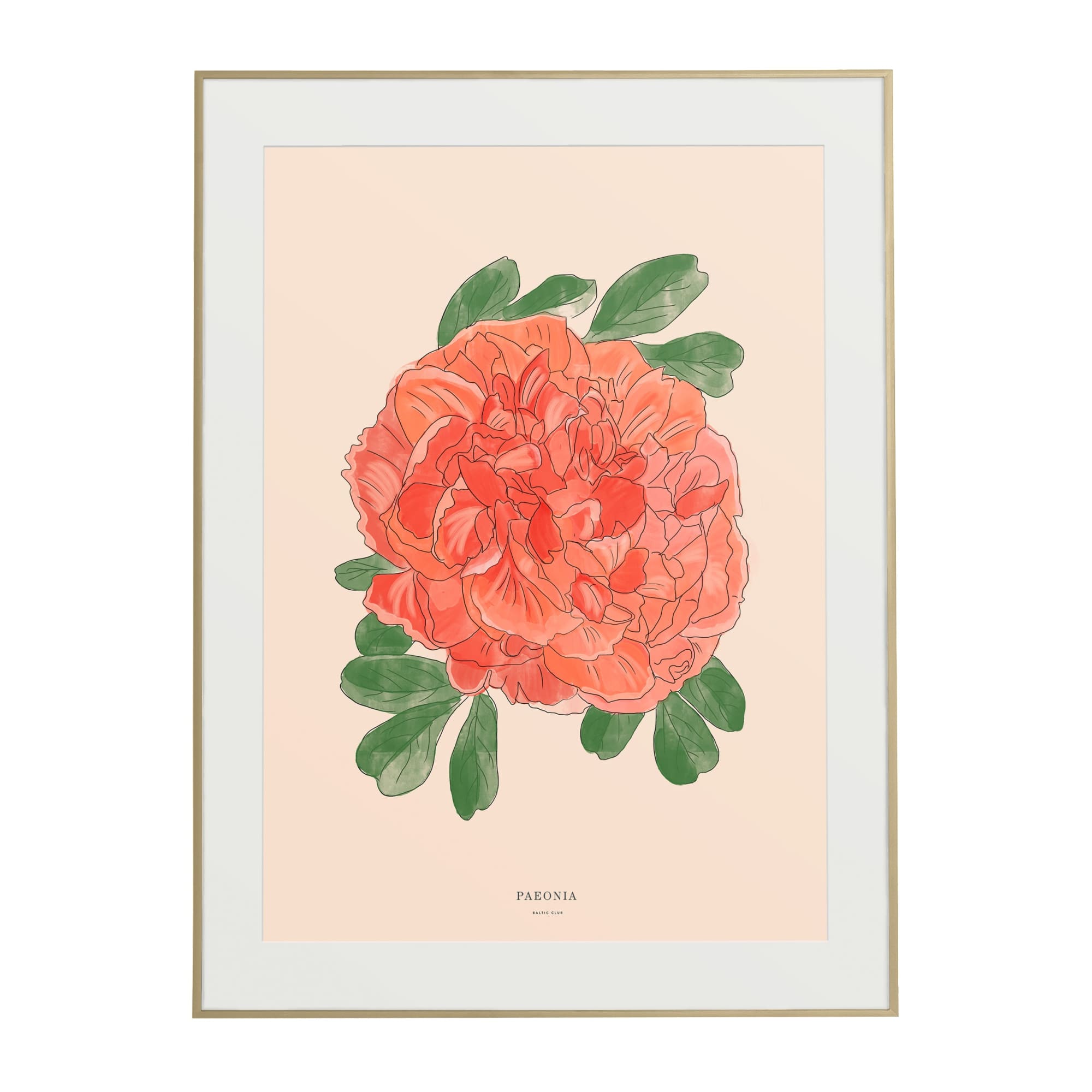 Peony Art Print | The Baltic Club