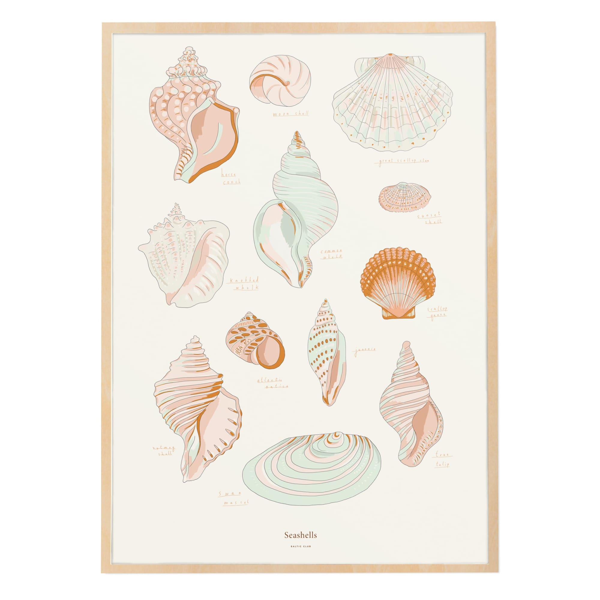 Seashells Art Print | The Baltic Club