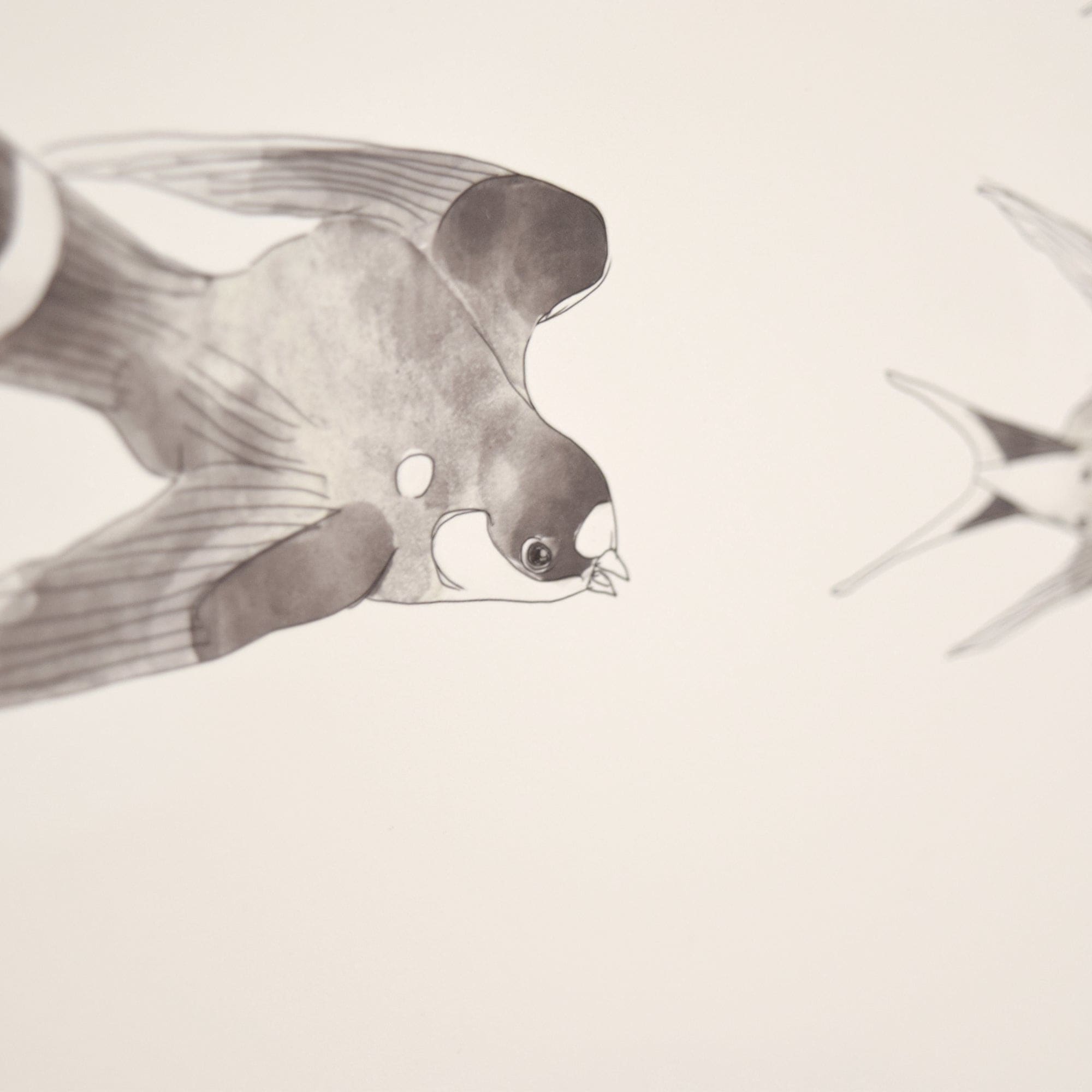 Swallows Art Print | The Baltic Club
