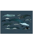 Whales Art Print - Baltic Club