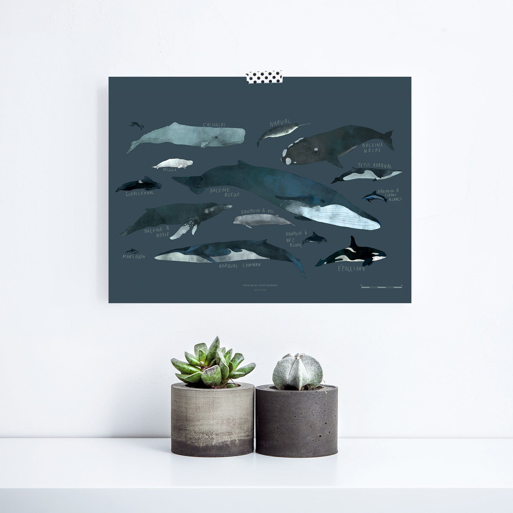 Whales Art Print | The Baltic Club