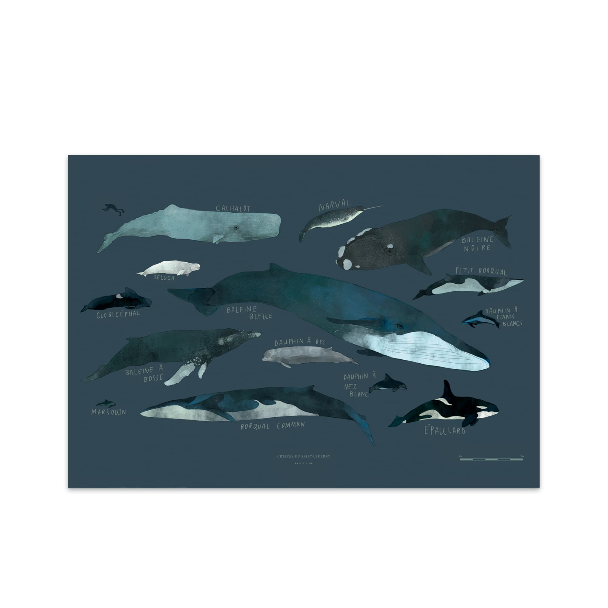 Whales Art Print | The Baltic Club