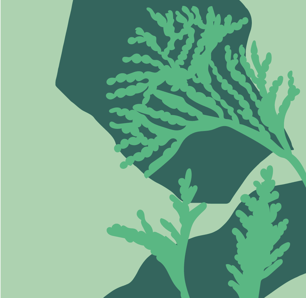 Fragrance Family: Hinoki - Baltic Club