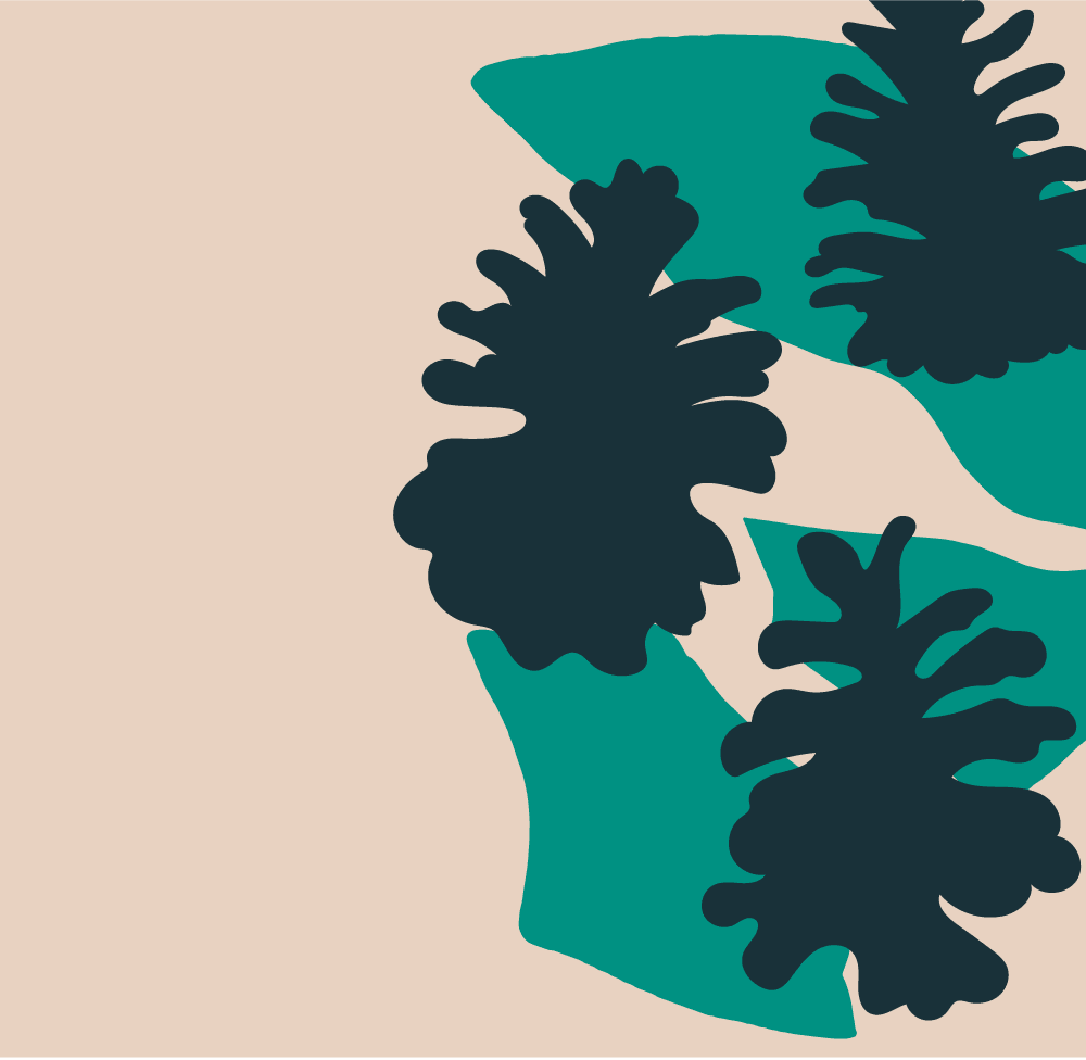 Fragrance Family: Pinecone & Wild Honey - Baltic Club