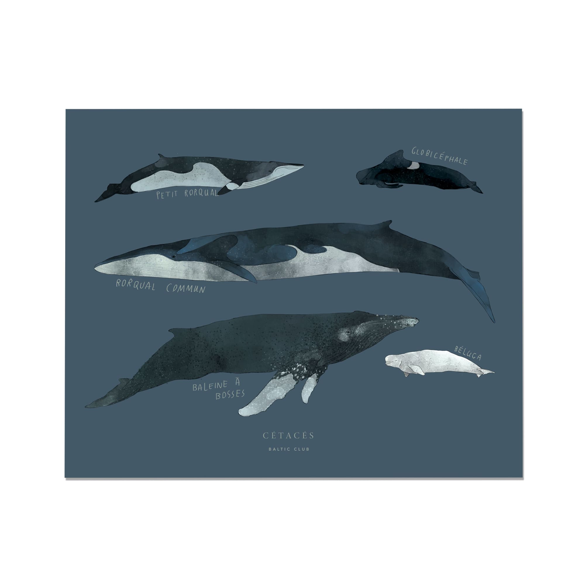 Whales Art Print - Baltic Club