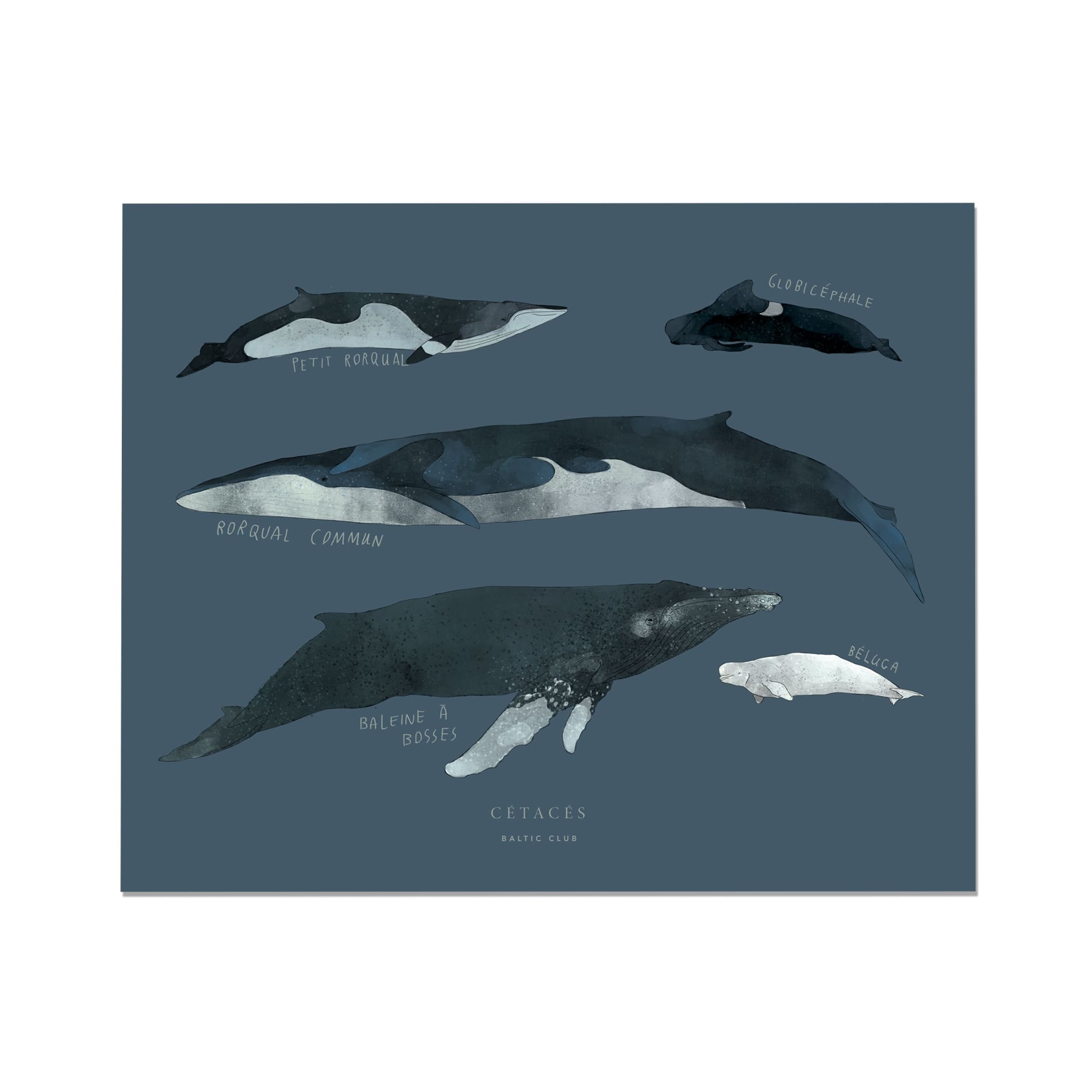 Whales Art Print | 8 x 10 | The Baltic Club