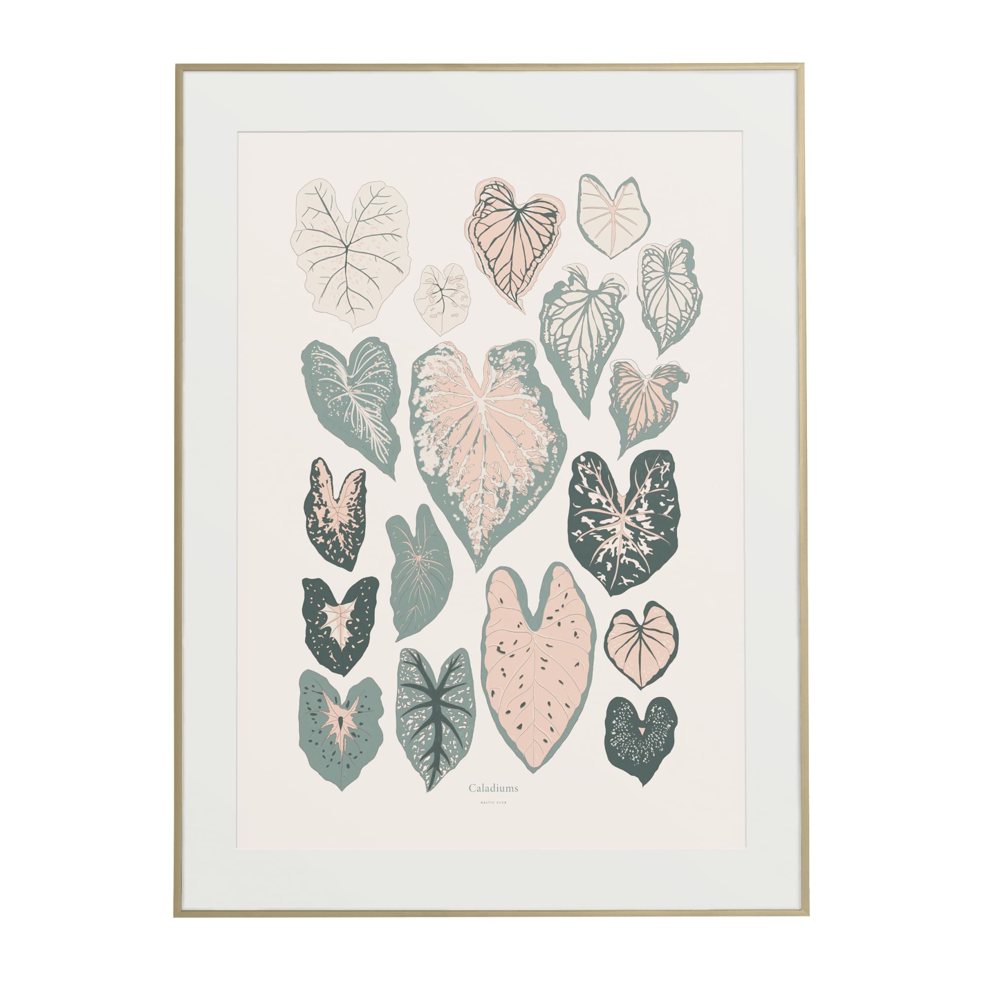 Caladiums Art Print | The Baltic Club