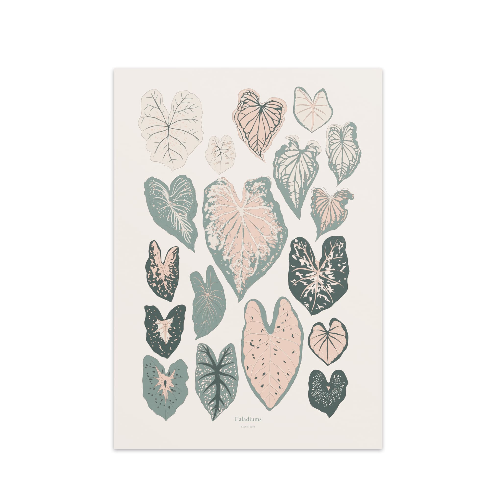 Caladiums Art Print | The Baltic Club