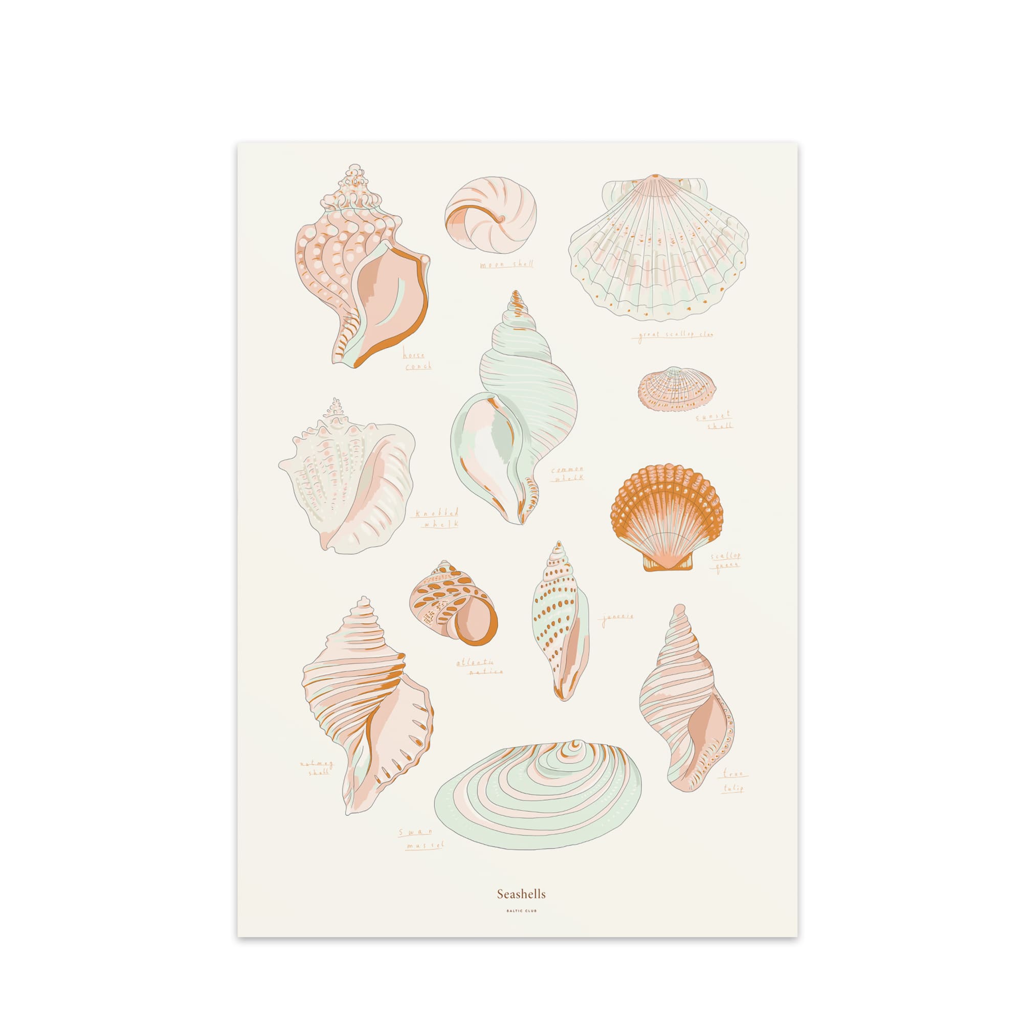 Seashells Art Print | The Baltic Club