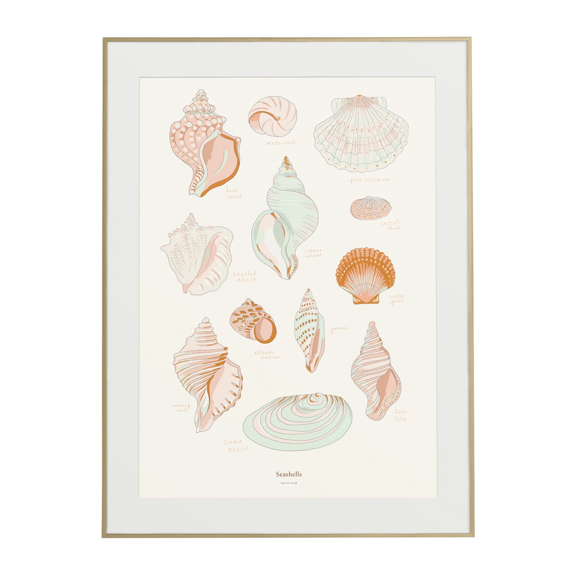 Seashells Art Print | The Baltic Club
