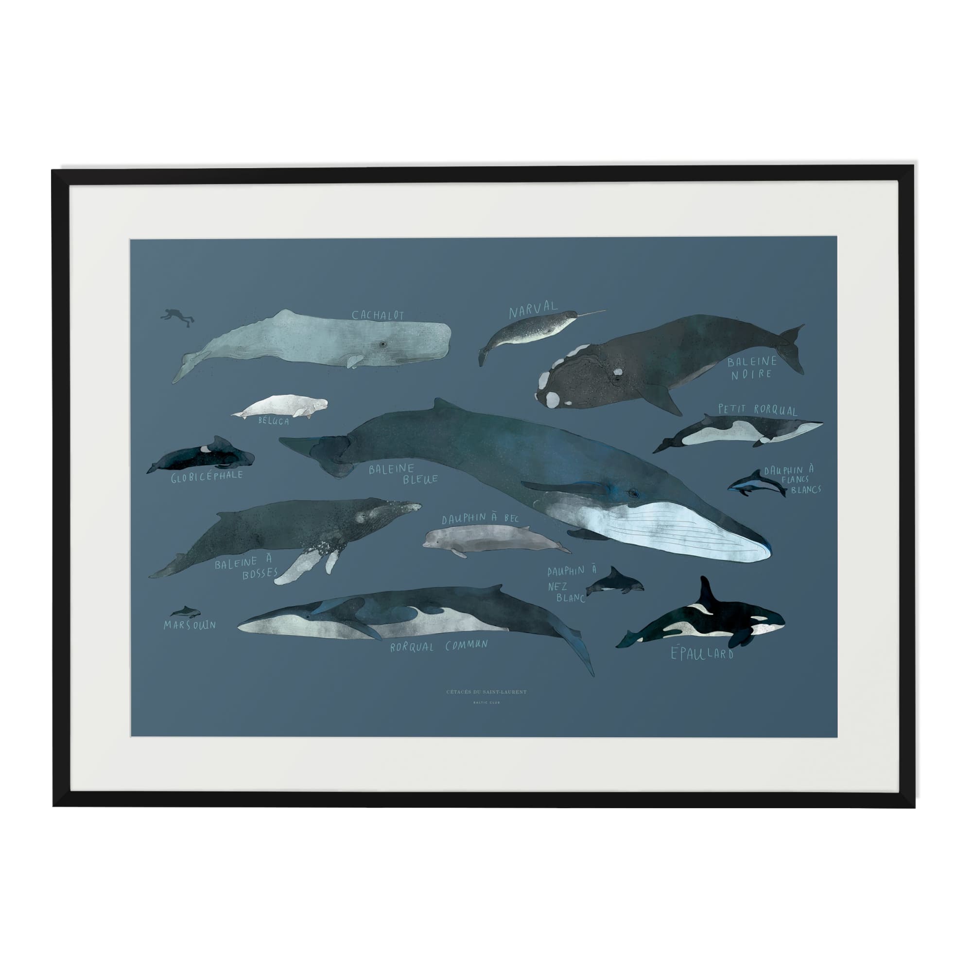 Whales Art Print | The Baltic Club