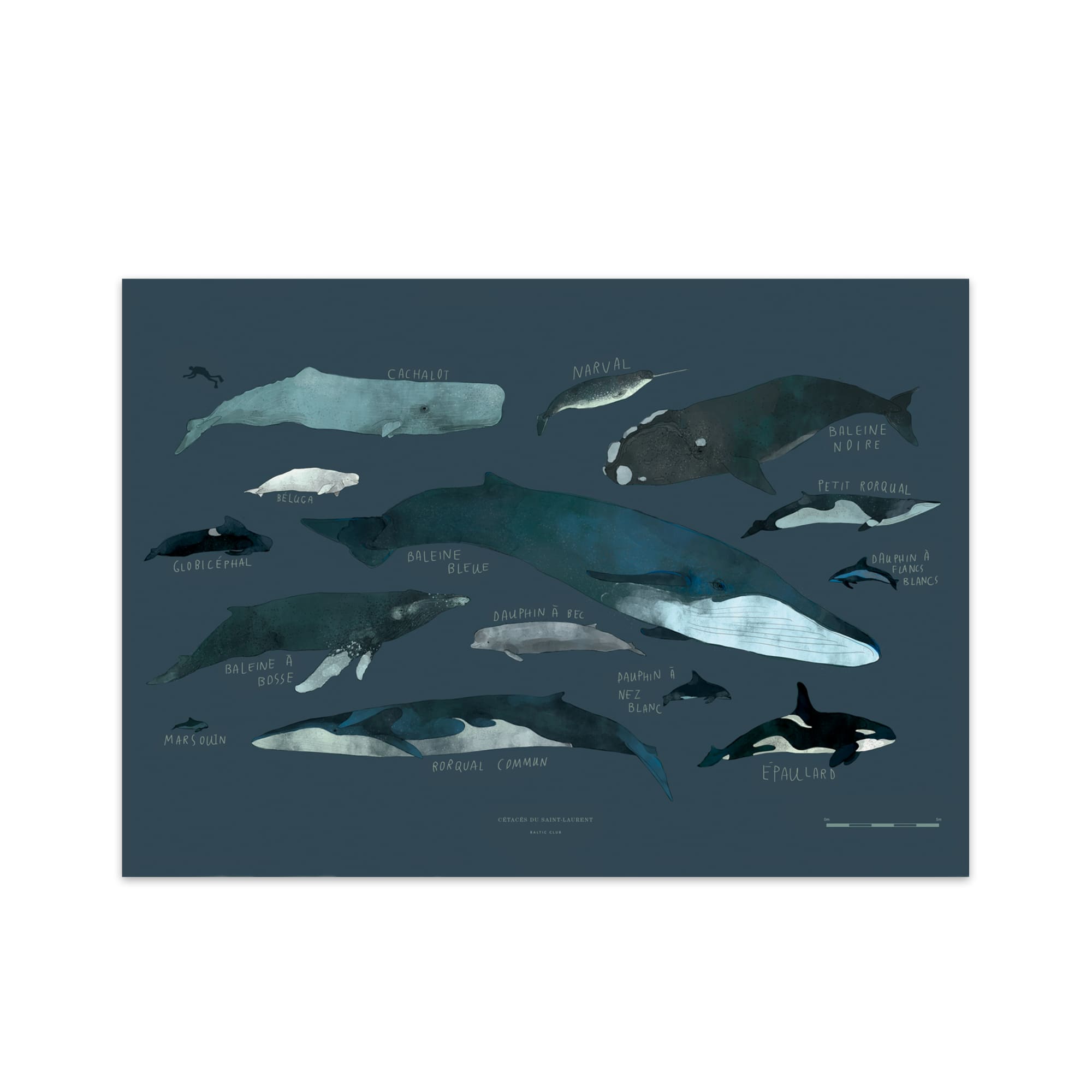 Whales Art Print - Baltic Club