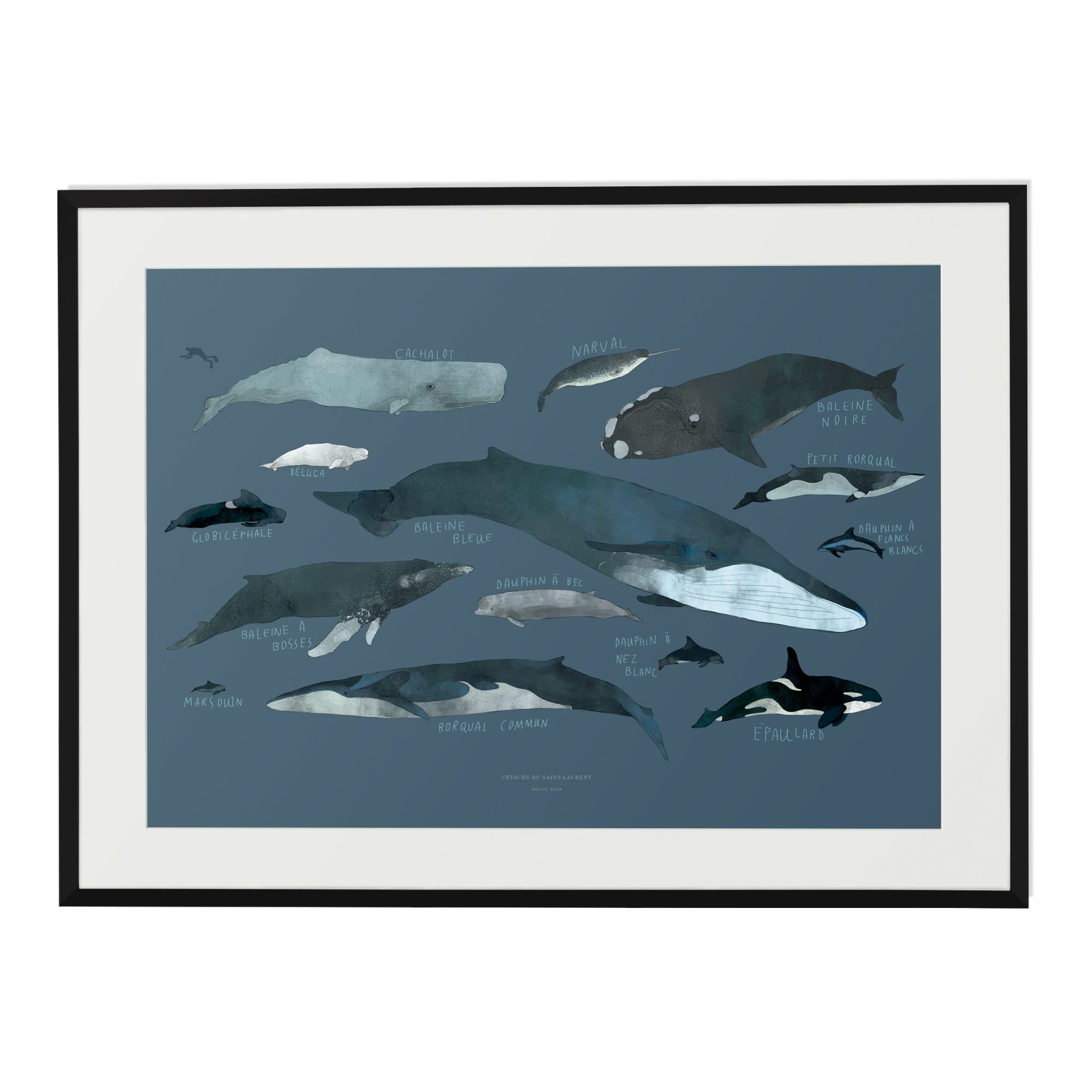 Whales Art Print - Baltic Club
